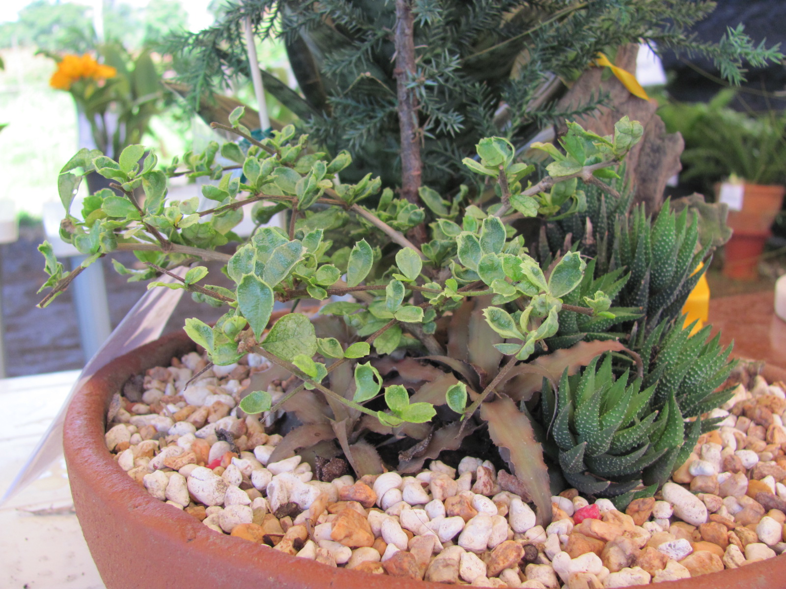 Close-up of potted succulents and small green-leafed plants in a terracotta planter filled with white and orange gravel